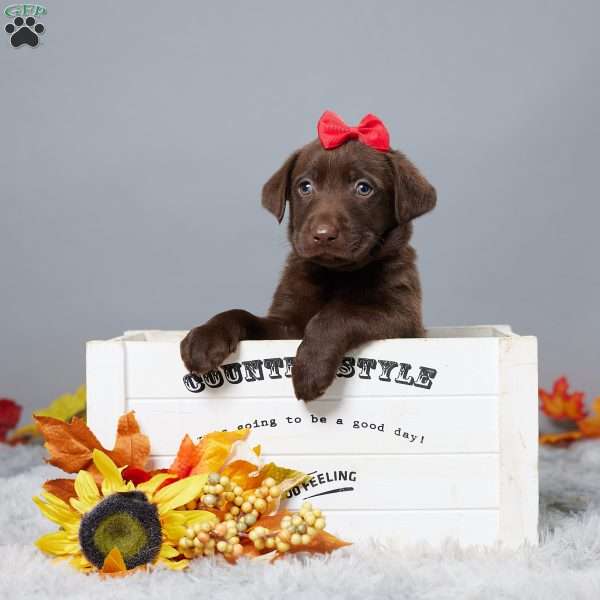 Raven, Chocolate Labrador Retriever Puppy